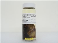 藏品(臺灣畫眉)的圖片